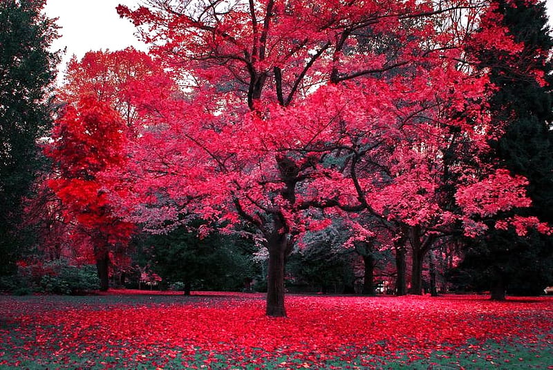 In the red, forest, leaves, red color, trees, carpet, HD wallpaper