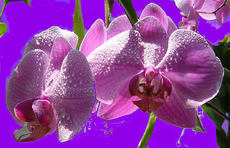 Orquídea lavanda, flor, lavanda, orquídea, Fondo de pantalla HD | Peakpx