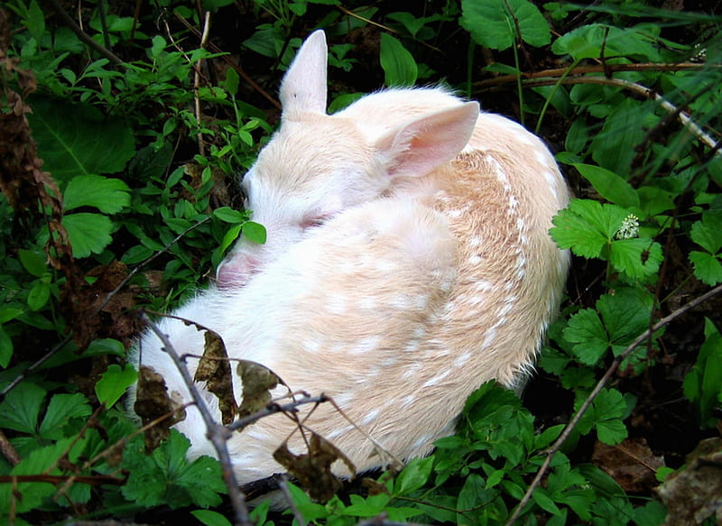 Albino Fawn, Fawn, White, Baby Deer, Albino, HD wallpaper