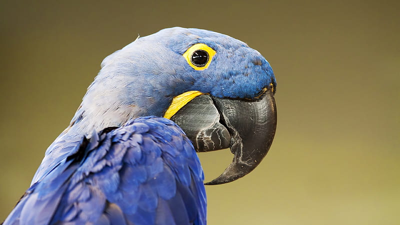 Closeup View Of Yellow Black Eyes Sharp Beak Blue Parrot Bird Birds, HD wallpaper