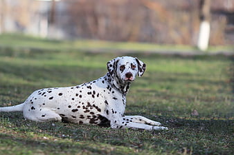 1001 dalmatians bath, luminos, caine, bath, cute, fantasy, 1001 dalmatians,  bubbles, HD wallpaper