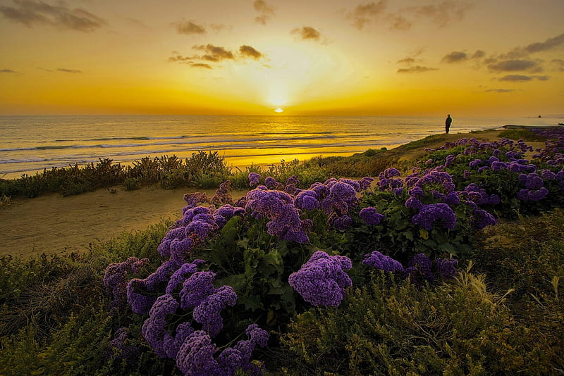 Pacific Ocean California, flowers, pacific, ocean, california, HD wallpaper