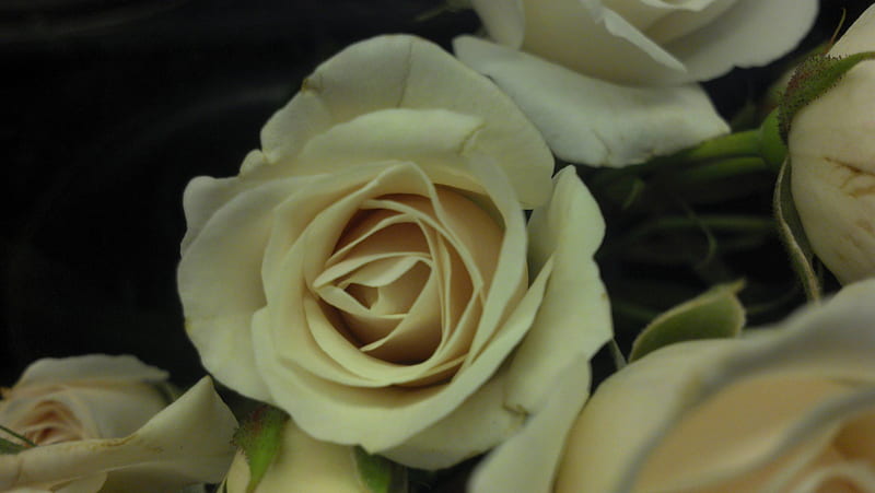White Rose, red roses, red, a dozen roses, white flower, pink flowe, pink flowers, white flowers, white roses, purple flowers, r pink, red flower, roses, pink roses, bouquet of roses, purple flower, purple, bouquet, white, HD wallpaper