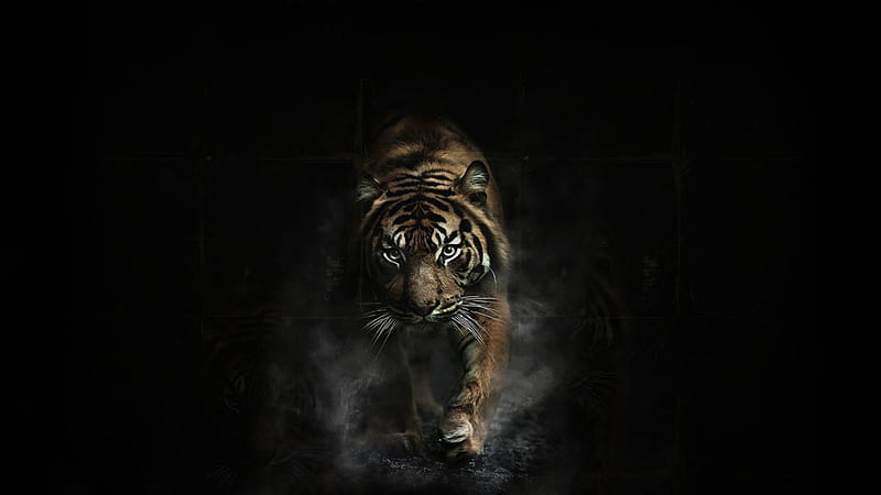 On the Prowl, shadows, tiger, Hunting, Cat, HD wallpaper