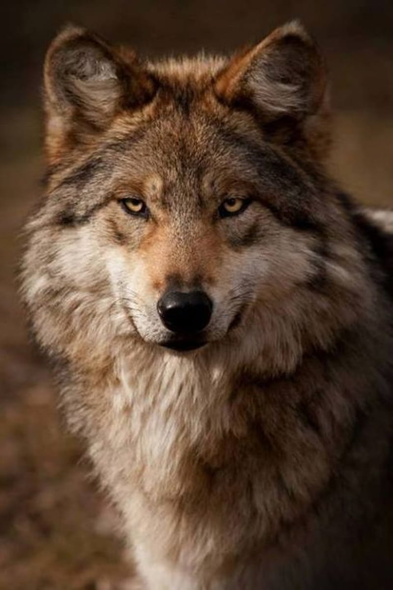 wolf, angry, animal, animals, face, hunter, king, lobo, pets, wolves, HD phone wallpaper