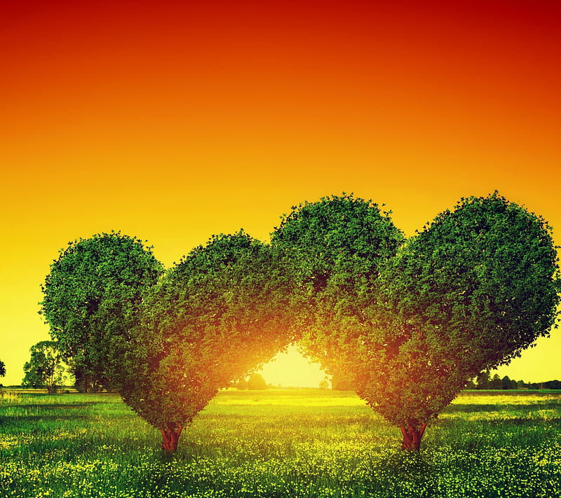 Heart Green Tree, green, heart, tree, HD wallpaper