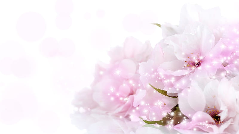 Sparkle of Cherry Blossoms, stars, sakura, shine, spring, delicate, sparkles, cherry blossoms, flowers, pink, plum blossoms, Firefox Persona theme, HD wallpaper
