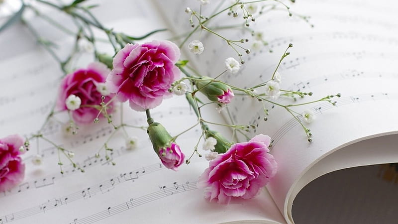 Still Life, flowers, pink, cloves, HD wallpaper