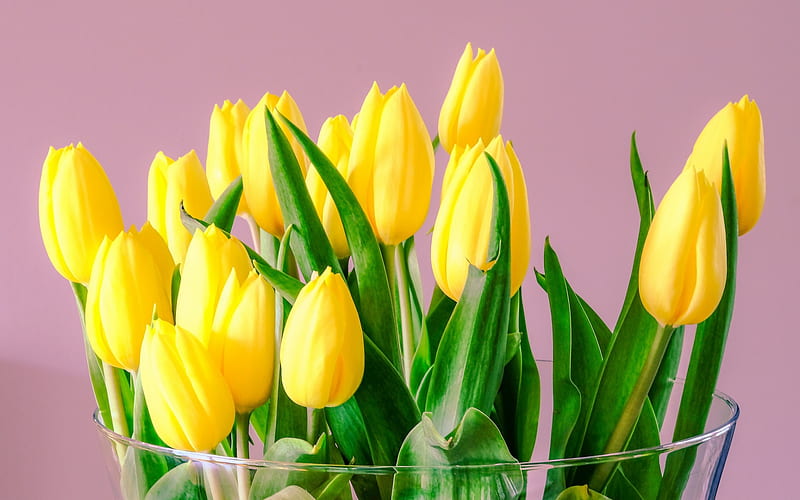 yellow tulips, pink background, spring flowers, tulips, beautiful yellow bouquet, floral background, HD wallpaper
