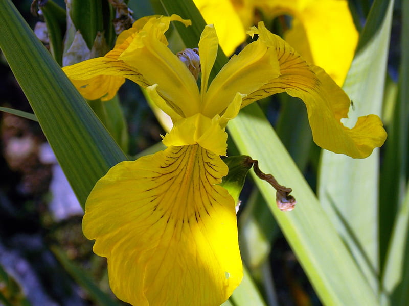 Yellow Iris, Yellow, Iris, Nature, Flower, HD wallpaper