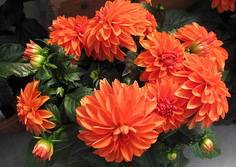 Dahlias, Flowers, Orange, Close-Up, Nature, HD wallpaper