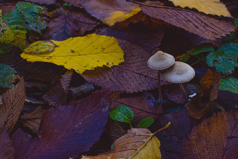 white mushroom, HD wallpaper