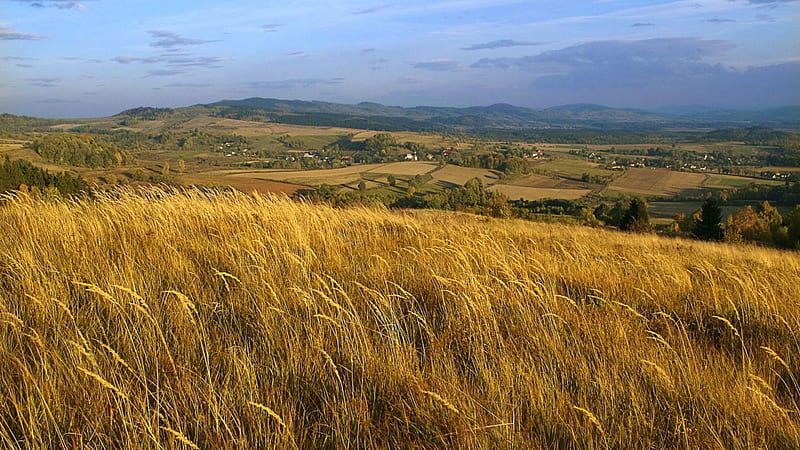 wheat field on a hill in poland, village, hill, field, wheat, HD wallpaper