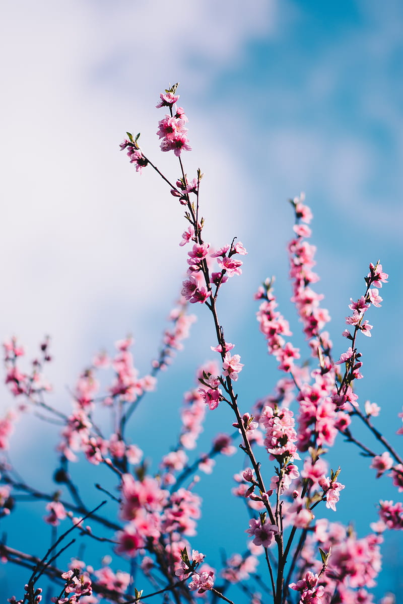 sakura, flowers, branches, sky, clouds, spring, HD phone wallpaper