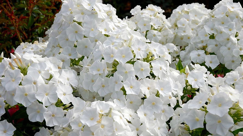 White Phlox Flowers Garden Spring Flowers, HD wallpaper