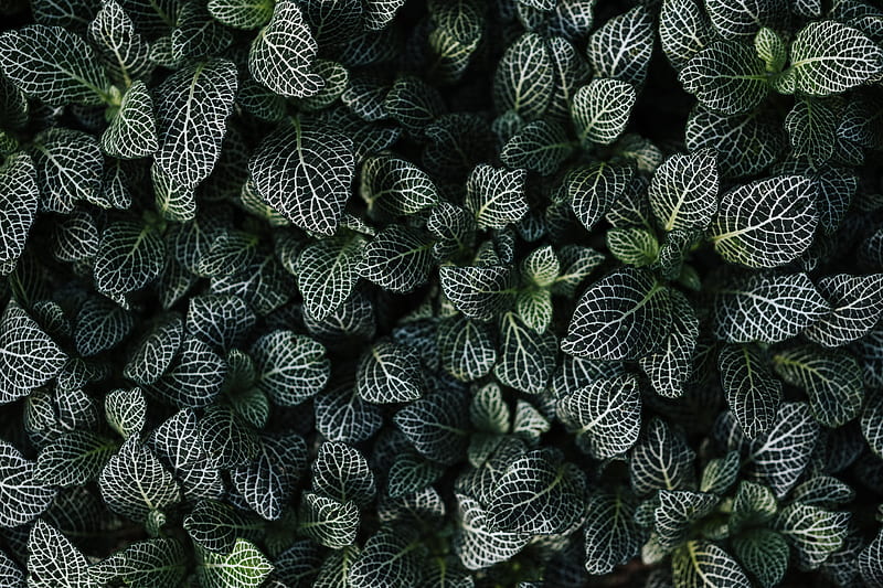 leaves, aerial view, green, HD wallpaper