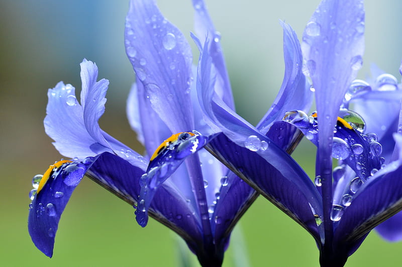 Irises, summer, vara, iris, blue, flower, HD wallpaper
