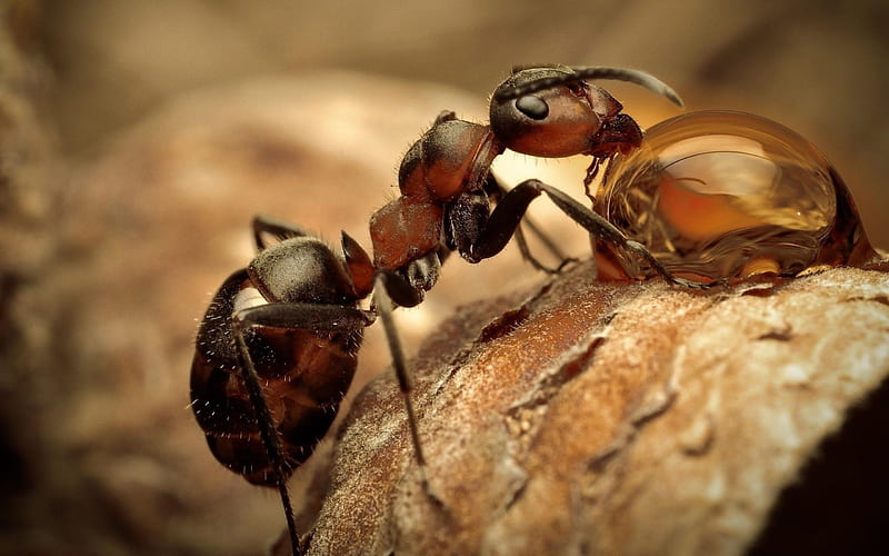 ant-Animal graphy, HD wallpaper