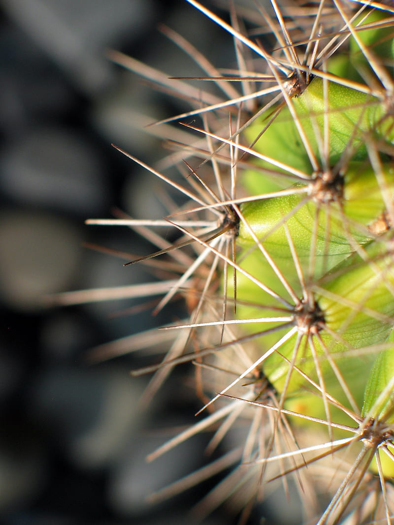 Cactus Needles Plant Macro Hd Phone Wallpaper Peakpx