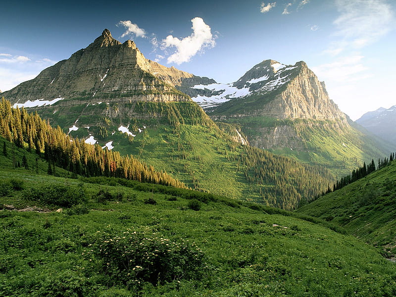Glacier national park, grass, glacier, national, park, trees, snowy, mountain, green, snow, nature, HD wallpaper
