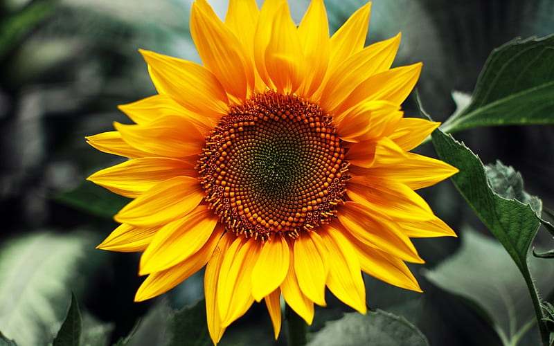 Sunflower Flower-Plant, HD wallpaper