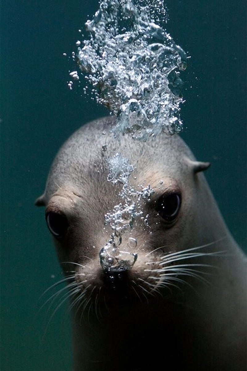 Seal, seals, cute, HD phone wallpaper | Peakpx