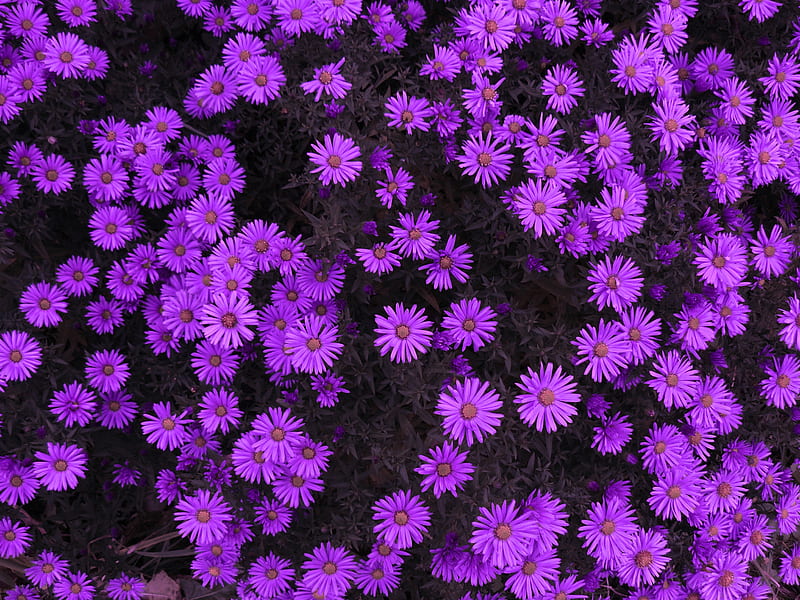 Flowers (My graphy), flower, flowers, nature, purple, HD wallpaper | Peakpx