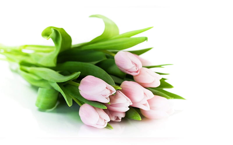 Pink tulips, spring, spring flowers, tulips, HD wallpaper