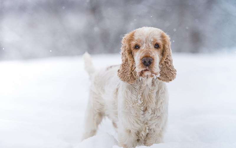 cute dog, Cocker Spaniel, winter, snow, furry dog, pets, HD wallpaper