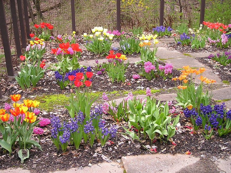 Fortress, ohio, brecksville, spring, tulips, HD wallpaper