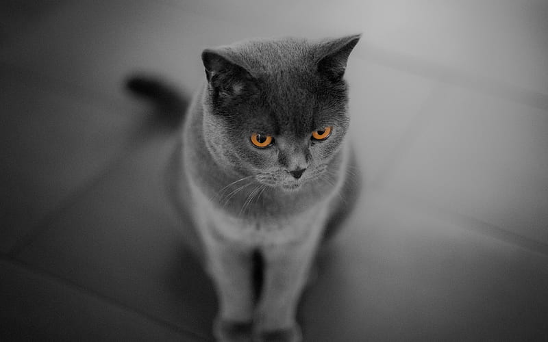 British Shorthair Cat bokeh, close-up, domestic cat, cats, cute animals, British Shorthair, HD wallpaper