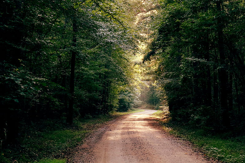 Dirtroad light, alone, country, dirt, forest, riding, road, woods, HD wallpaper