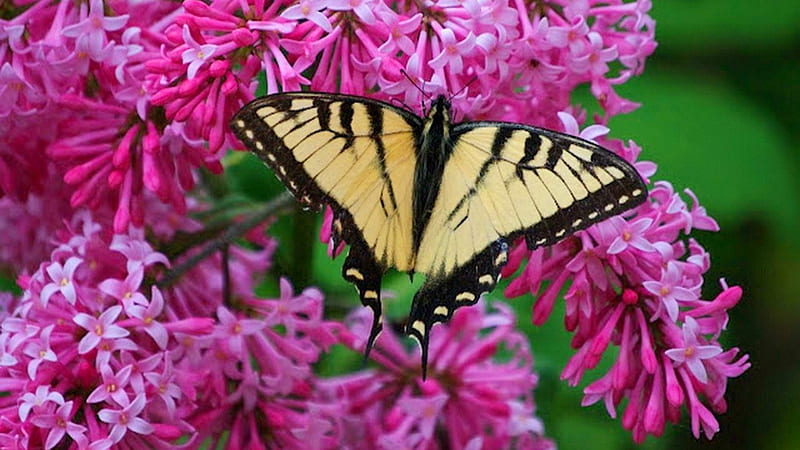 Lilacs and Swallowtail Butterfly, wings, butterfly, yellow, branch, lilacs, insects, animal, HD wallpaper