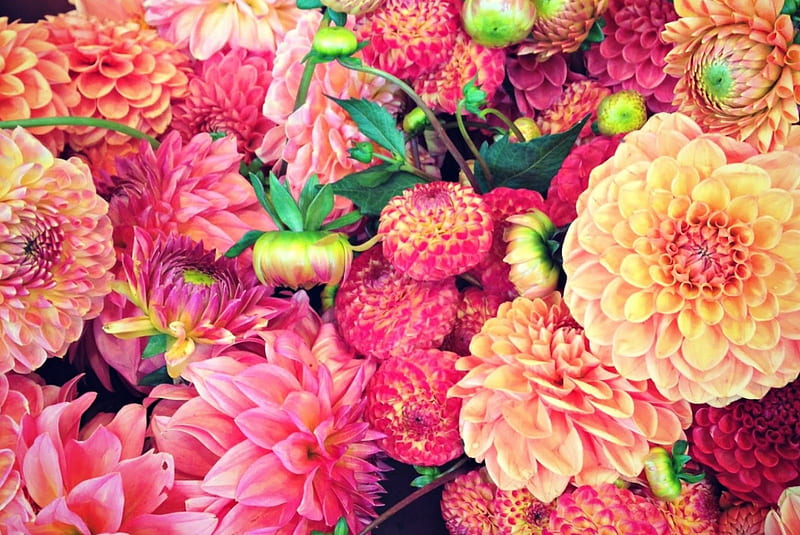 Dahlias, flower, flowers, Dahlia, nature, orange dahlias, HD wallpaper ...