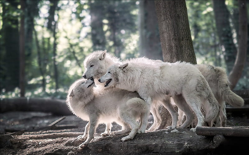 White Wolf Pack, White, Forest, Wolves, Animals, HD wallpaper