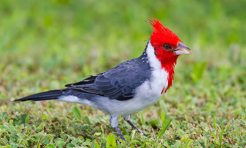 Rare cardinal, bird, red, rare, cardinal, HD wallpaper | Peakpx