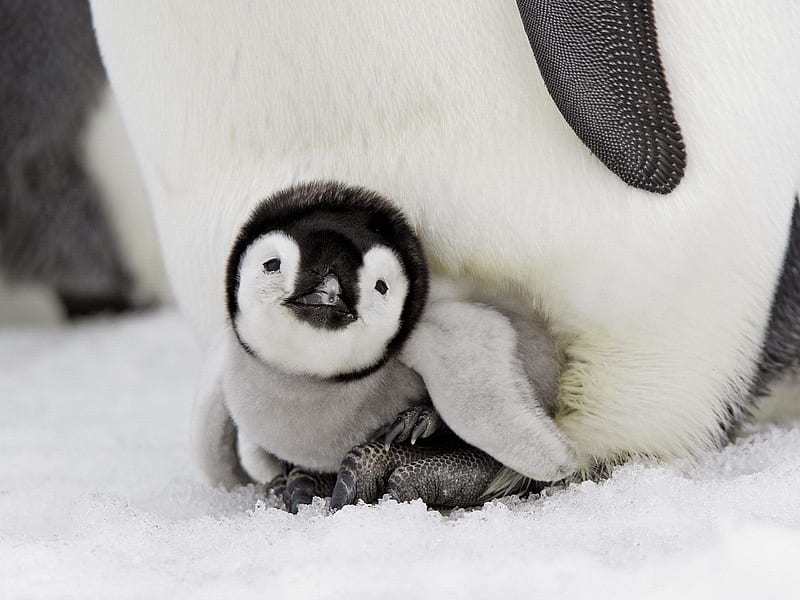Get Of Me Momma, warm, protected, baby, penguin, HD wallpaper