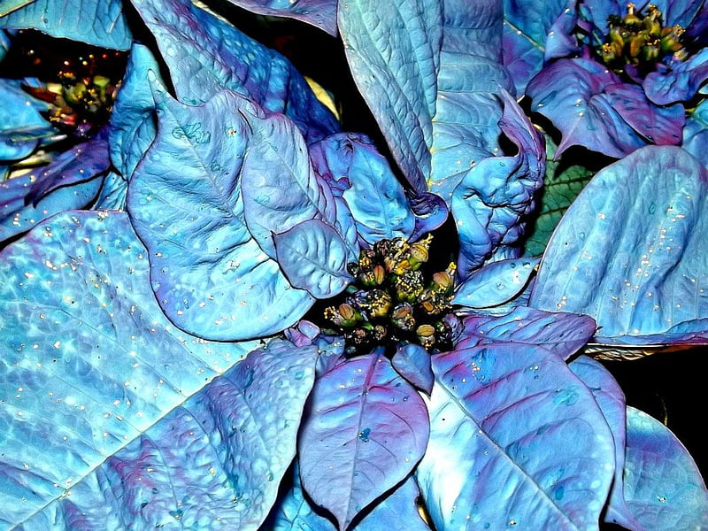 blue poinsettias, flower, christmas, poinsettia, blue, HD wallpaper