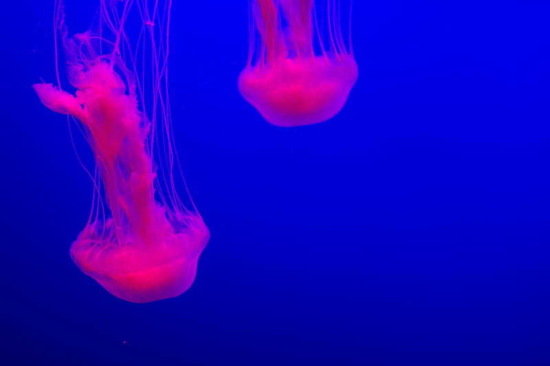 jellyfish, glow, pink, blue, underwater world, HD wallpaper