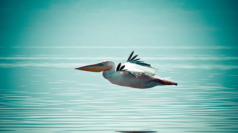 Pelican Bird, pelican, birds, HD wallpaper