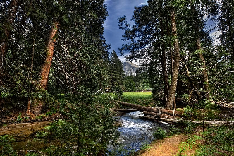 Landscape, Forest, Tree, , Stream, Meadow, Yosemite National Park, Half Dome, HD wallpaper