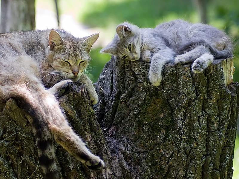 Forest Cats, tree stumps, forest, resting, sleeping, cats, HD wallpaper