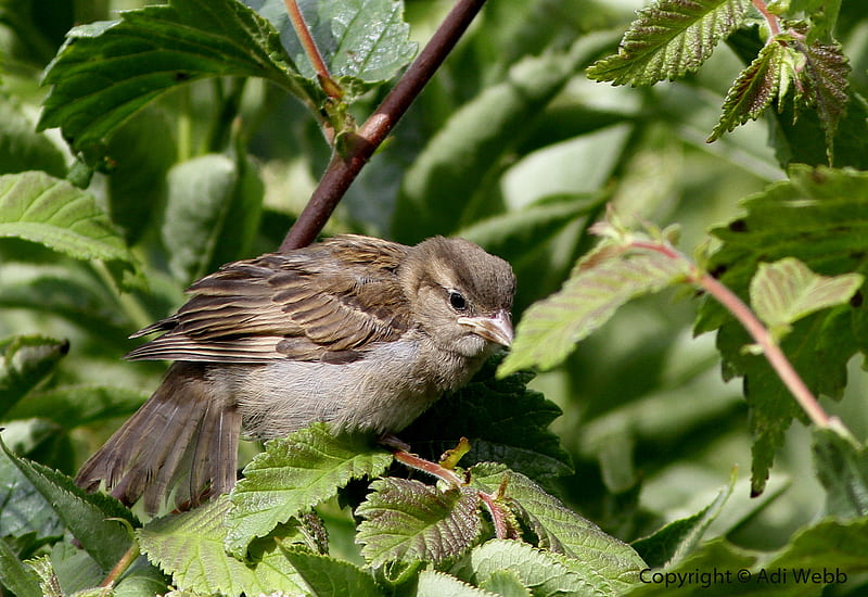 fledgling House sparrow, fledgling, wing, house sparrow, rspb, bird, beak, garden, sparrow, lbj, HD wallpaper