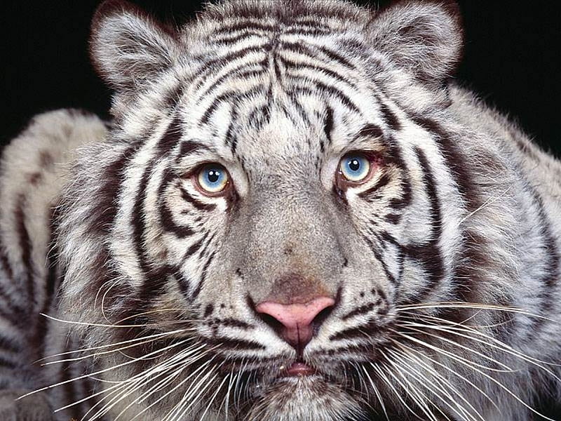 Captivating Eyes. jpg, stripes, tiger, eyes, animal, HD wallpaper