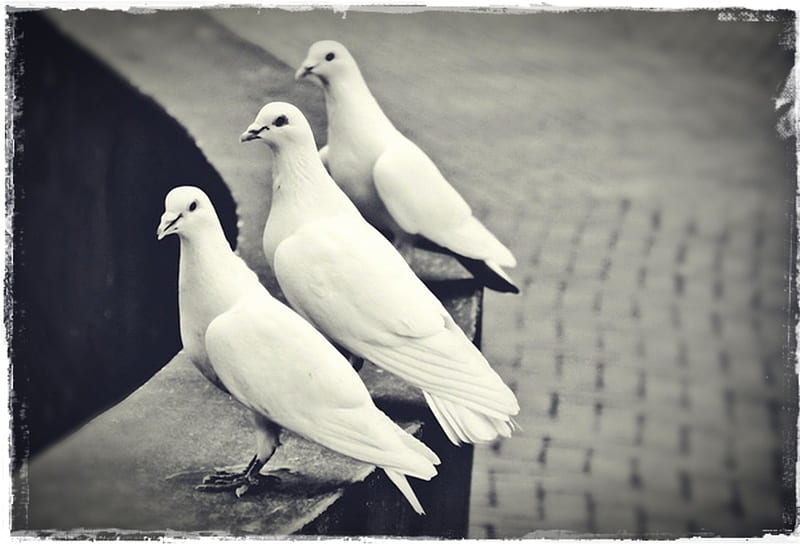 Three White Dove, doves, black and white, birds, dove, white, HD wallpaper