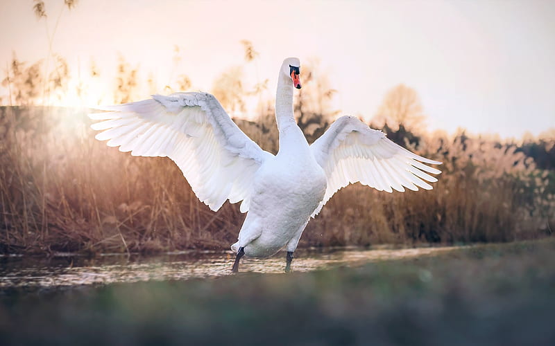 white swan, close-up, wildlife, white bird, lake, swans, Cygnini, HD wallpaper