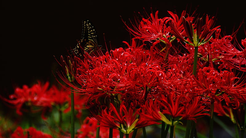 Spider lilies, flower, crin, spider lily, red black, HD wallpaper