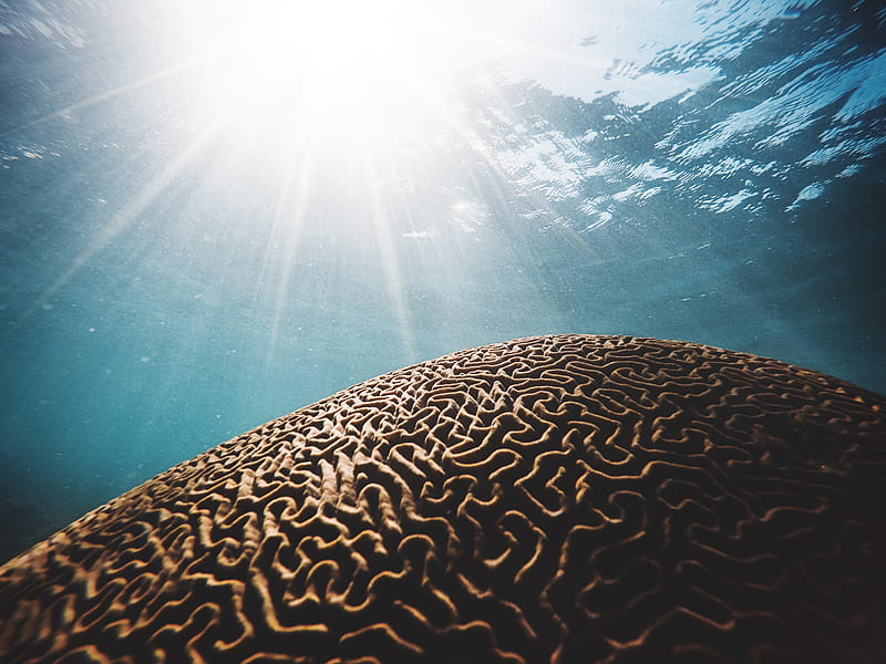 brown coral under the body of water with sun streaks in closeup graphy, HD wallpaper
