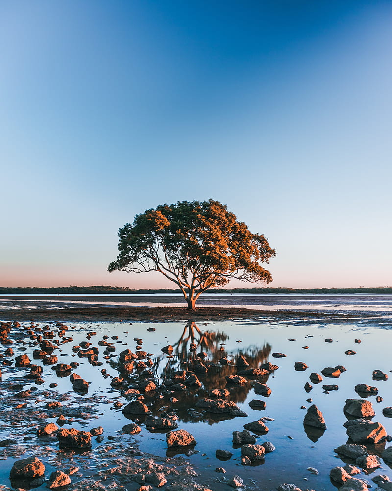 tree, shore, stones, water, reflection, HD phone wallpaper