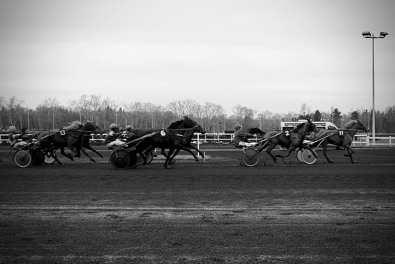 Horses Race, black and white, hippodrome, horses, jockeys, racecourse, HD wallpaper